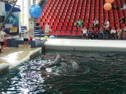 Delfinarium - Výlety - Bulharsko - 18