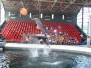 Delfinarium - Výlety - Bulharsko - 20